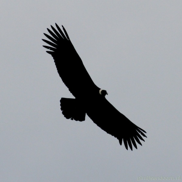 condor: spanwijdte circa 3 meter